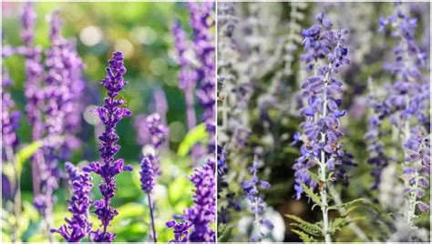 what plants are similar to lavender